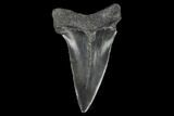 Fossil Mako Shark Tooth - South Carolina #128746-1
